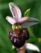 Ophrys passionis x Ophrys scolopax