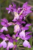 Orchis mascula x Orchis provincialis 