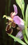 Ophrys aveyronensis x Ophrys scolopax