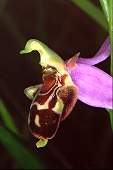 Ophrys apifera x Ophrys scolopax