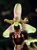 Ophrys araneola x Ophrys scolopax