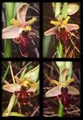 Ophrys araneola x Ophrys scolopax