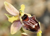Ophrys exaltata x Ophrys scolopax