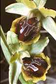 Ophrys lutea x Ophrys sphegodes