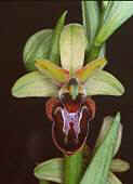 Ophrys aranifera x Ophrys scolopax