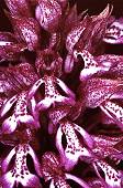 Orchis militaris x Orchis purpurea