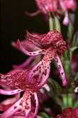 Orchis purpurea x Orchis simia