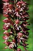 Orchis purpurea x Orchis simia