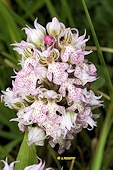 Neotinea lactea - Orchis couleur de lait