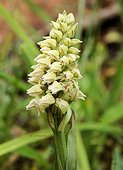 Neotinea maculata - Orchis macul