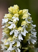 Neotinea ustulata - Orchis brûlé