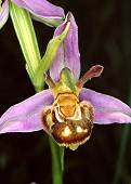 ophrys apifera aurita