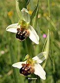 Ophrys apifera - Ophrys abeille
