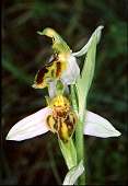 ophrys apifera trollii