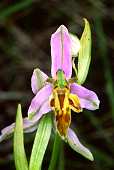 Ophrys apifera trollii 