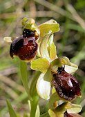 Ophrys araneola - Ophrys petite araignée