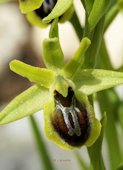 Ophrys araneola - Ophrys petite araignée
