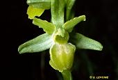 ophrys araneola viridiflora