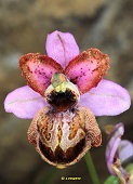 Ophrys aveyronensis - Ophrys de l'Aveyron