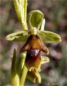 ophrys aymoninii