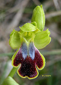 Ophrys bilunulata - Ophrys à deux lunules