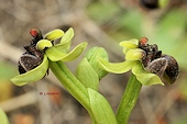 Ophrys bombiliflora - Ophrys bombyx