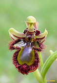 Ophrys speculum - Ophrys miroir