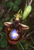 ophrys ciliata