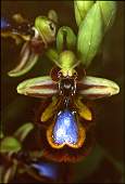 ophrys ciliata
