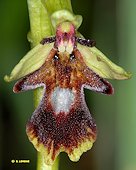 Ophrys insectifera - Ophrys mouche