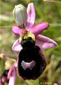 Ophrys magniflora - Ophrys à grandes fleurs