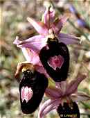Ophrys magniflora - Ophrys à grandes fleurs