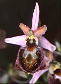 ophrys morisii