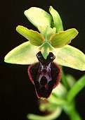 Ophrys passionis - Ophrys de la passion