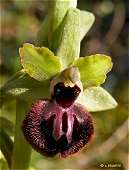 Ophrys passionis - Ophrys de la Passion