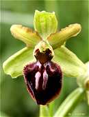 Ophrys passionis - Ophrys de la Passion