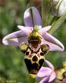 Vers la page Ophrys scolopax