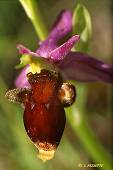 ophrys scolopax marron