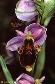 ophrys scolopax lusus