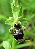 Ophrys scolopax - Ophrys bécasse