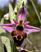 Ophrys scolopax - Ophrys bécasse