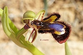 Ophrys speculum - Ophrys miroir