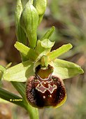 Ophrys aranifera - Ophrys araignée