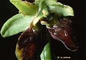 Ophrys aranifera lusus