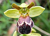 Ophrys vasconica - Ophrys de Gascogne