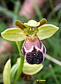 Ophrys vasconica - Ophrys de Gascogne