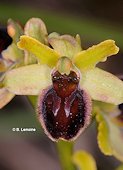 Ophrys virescens - Ophrys verdissant