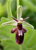 Ophrys insectifera x Ophrys scolopax