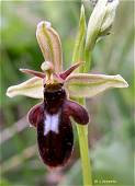 Ophrys insectifera x Ophrys scolopax