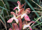 Orchis collina - Orchis des collines